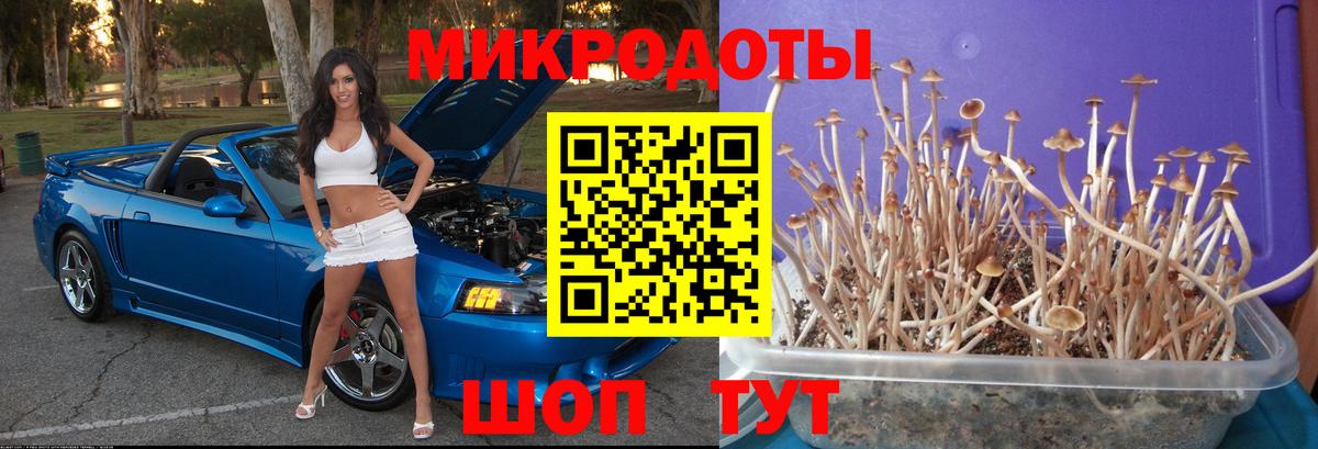Буйнакск  Галлюциногенные грибы Cubensis  Вход с VPN 